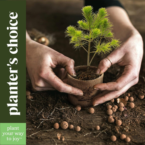 Kits Para Empezar Un Bonsái Con Árbol Y Herramientas De Adul