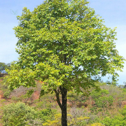 Chá De Mutamba Guazuma Ulmifolia L 100% Natural 100g
