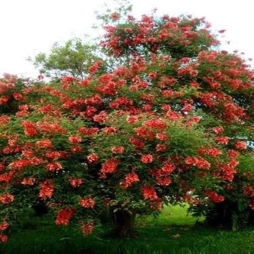 Mudas De Corticeira Do Banhado