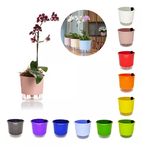 Plantas de Forração Para Vasos: Confira 7 espécies - Vaso & Cor Blog