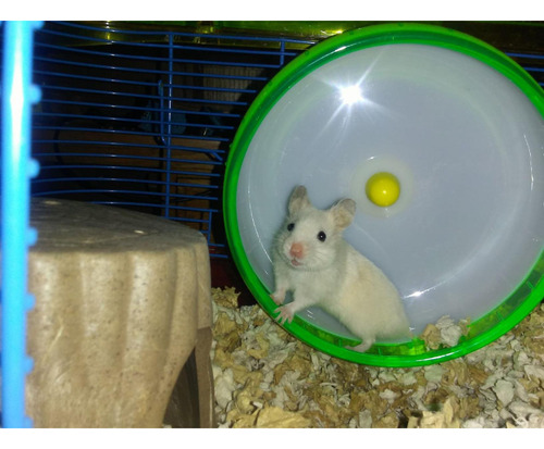 Rueda Hamster Ejercicio Sirio Silenciosa Comfort Wheel Large Color Variado
