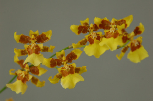 4 Orquideas Mas Envio