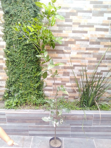 Huayo Arbol 1.8 Metros Pregunte Costo Envio M. Bijigatus