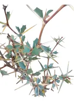Comprar Calafate- Berberis Buxifolia-  Nativa - Vivero Rolocampo