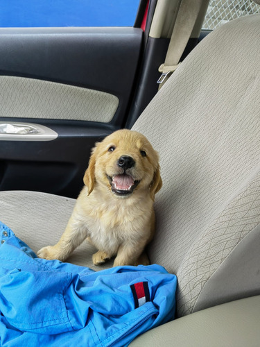 Golden Retriver Macho 26 De Mayo 2024