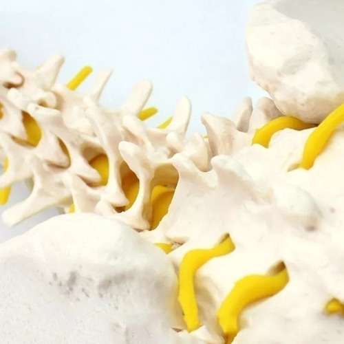 Modelo Anatómico De La Columna Vertebral (columna Vertebral)