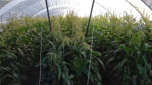 Imagen 3 de 4 de Semillas Maíz Dulce Choclo X Sobre Huerta En Casa