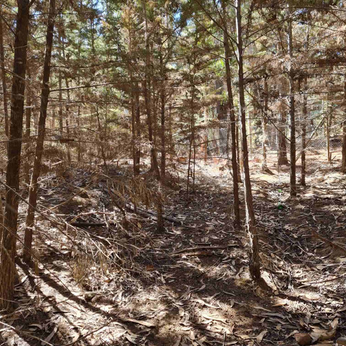 Bosque De Cipres En Zona Urbana