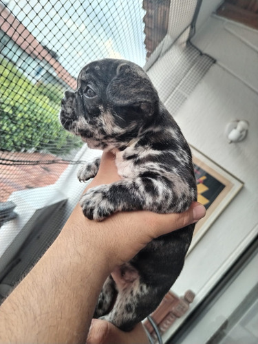 Cachorro Bulldog Francés Blue Merle Triple Carrier