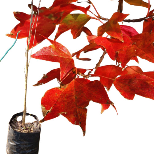 Muda De Acer Buergerianum - Tridente - Kaede - Maple Raro