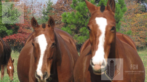 Lote Bosque En Venta En El Campo De Cardales Financia
