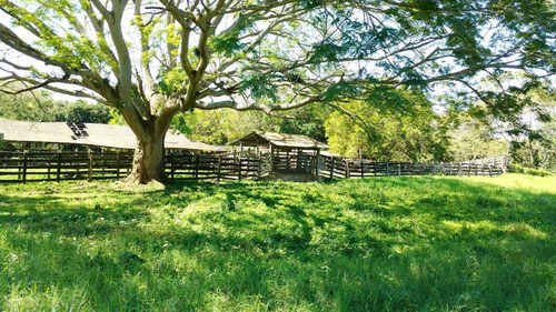 Vendo Rancho Ganadero 223 Hectáreas Temapache Veracruz