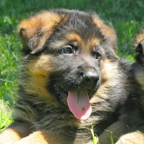 Cachorros Obejeros Pelo Largo Un Espectáculo