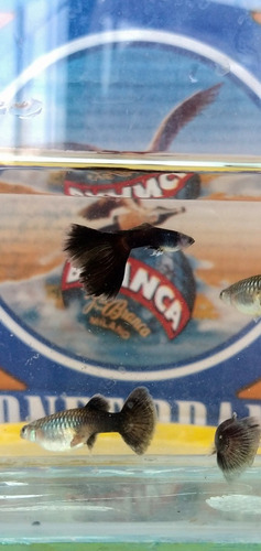 Imagen 3 de 6 de Peces Pez Guppys Lebistes Full Black - Black Moscú