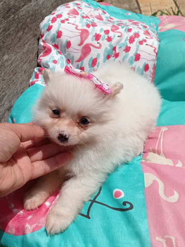 Filhote De Lulu Fêmea Com Pedigree AtestadoVeterinário