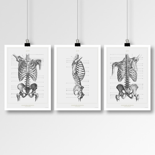 Anatomía Humana 17 - Láminas Póster Retro Antiguo Decoración