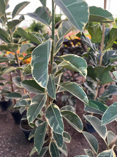 Planta De Hule Variedad O