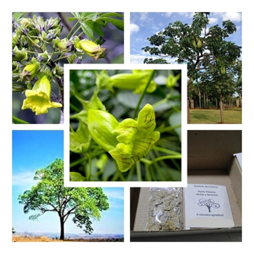 500 Sementes De Ipê Verde Caroba - Árvore Nativa Rara