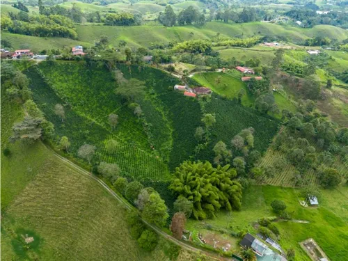 En Venta Finca Cafetera Certificada En Filandia Quindio