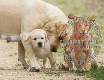 Comprar Cachorros Labrador De Campo, Puros, Robustos, Fuertes Sanos