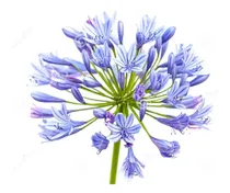 Comprar Bulbos Smillas Plantas Plantas Bulbos Semillas Contacto