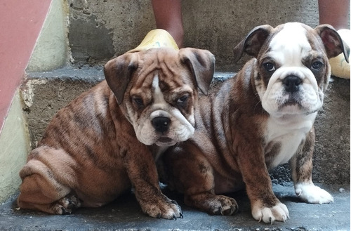 Cachorritas 100%100 Bulldog Ingles Con Sus Vacunas Al Dia