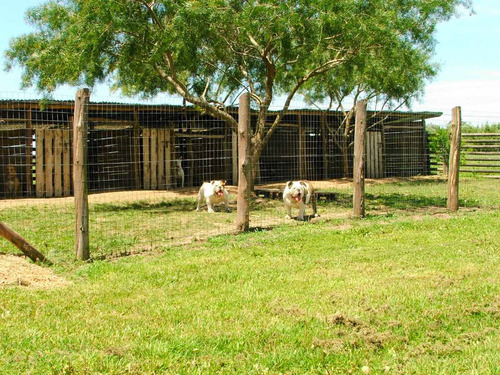 Imagen 4 de 10 de Pensionado Hotel Guarderia Para Perros