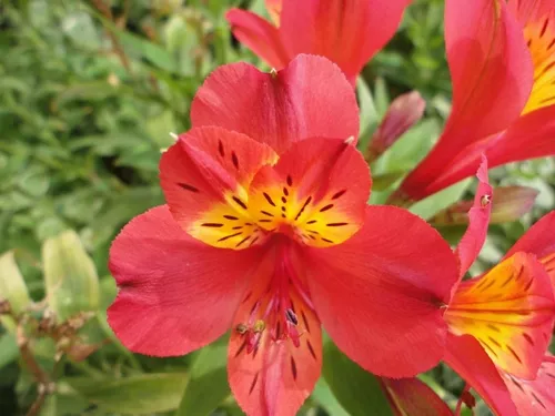 2 Rizomas-astromelia-colores-amistad-jardín-patio-roja-lila-