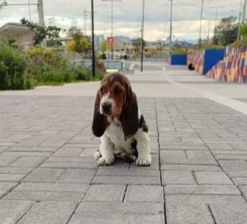 Perros Basset Hound Cachorros Medellin Bogota Cali Pereira