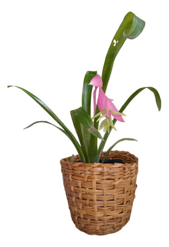 Bromelia Billbergia Nutans Mac 3 Lts