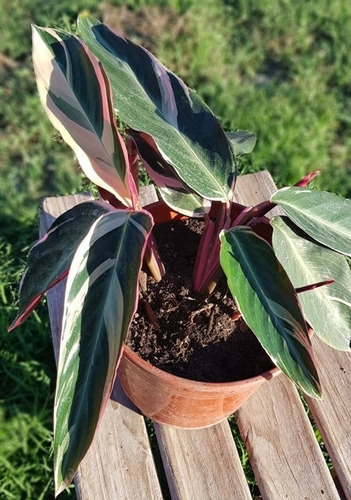 Calathea Stromanthe O Triostar En Maceta Plástica N 14
