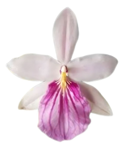 Orquídea Miltonia Moreliana Semi Alba Planta Adulta Flor