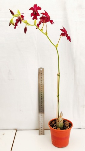 Orquídea Calanthe Gorey Planta Adulta | MercadoLivre