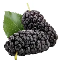 Comprar Muda De Amora Gigante Portuguesa - Já Produz + Brinde
