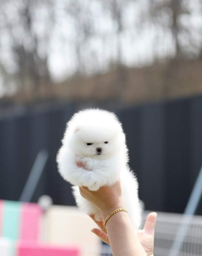 Spitz Alemão Anão