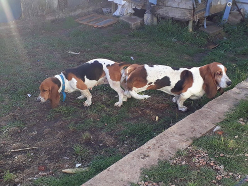 Cachorros Basset Hound Haas Puppy Hermosos Ya Para Su Hogar 