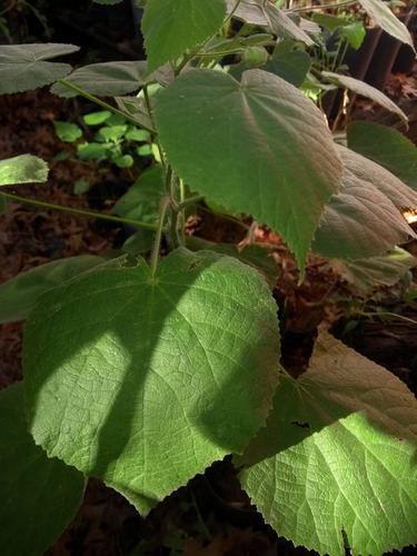 Malvavisco Grande-abutilon Grandifolium-malva De Monte Amarillo