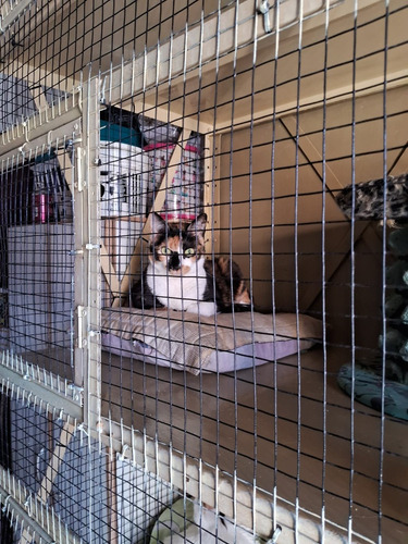 Guarderia De Gatos , Agrandamos Mas Lugares Para Tu Mascota!