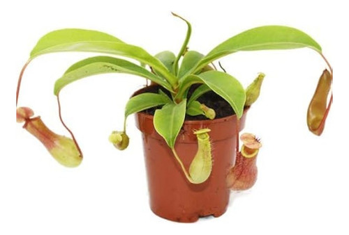 Sobre Para Sembrar 15 Plantas Carnivoras Nepenthes Mira