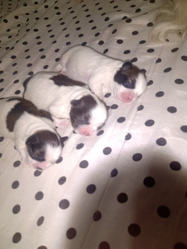 Imagem 2 de 4 de Shih Tzu
