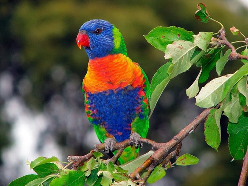 Imagen 3 de 4 de Alimento Para Aves Nectar Loris Arcoiris Exzootix 500 Gr