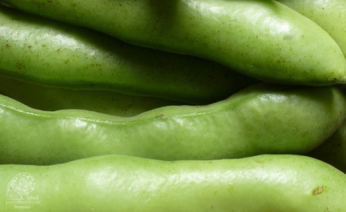 Imagem 5 de 8 de 20 Sementes De Fava Italiana Verdadeira Gigante - Vicia Faba