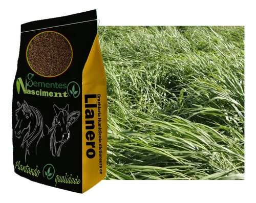 Sementes De Brachiaria Humidicola 2kg Pacote Rápida