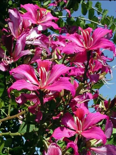 5 Plantines De Bahuinia Variegata (rosa) en venta en Yerba Buena Tucumán por sólo $ Argentina 5 Plantines De Bahuinia Variegata (rosa) en venta en Yerba Buena Tucumán por sólo $ Argentina