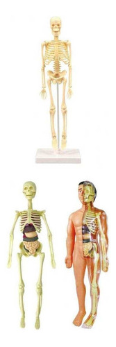 Modelo De Esqueleto De Anatomía Anatómica Humana Pantalla