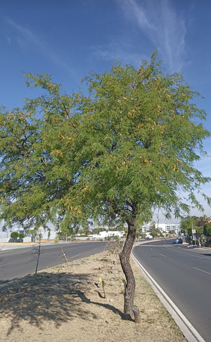 Mezquite, Prosopis Glandulosa, 500 Semillas, Nv