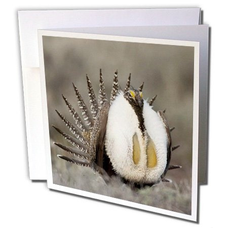 Greater Sage Grouse Foster Flats Oregon Rick A. Brown