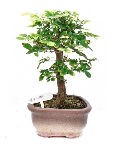 Bonsai Planta Celtis Australis 25cm Maceta Esmaltada N4