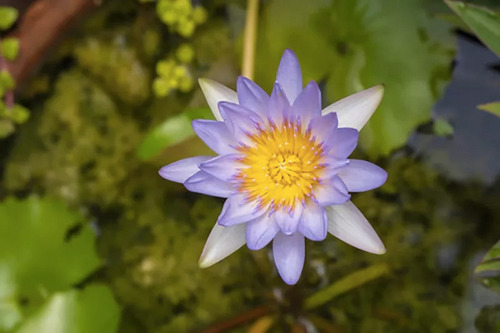 Semillas Flor De Loto Púrpura Alta Germinación 10 Uds.