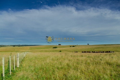 Campo De 86 Has Ganadero, Cuenta Con Tajamar Y Costa De Arroyo. Consulte!!!!!!- Ref: 2366